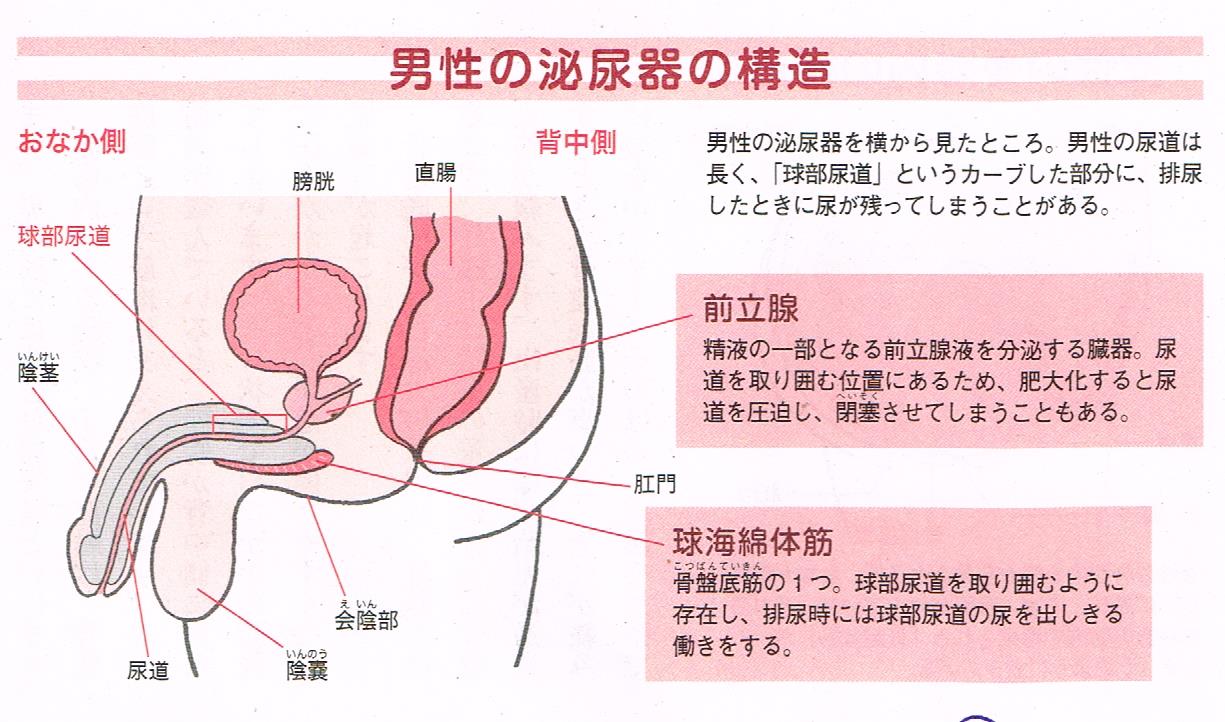 男性の泌尿器の構造