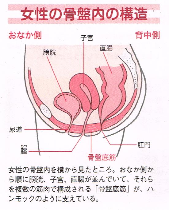 女性の泌尿器の構造