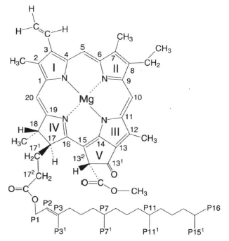 クロロフィルaの化学構造式